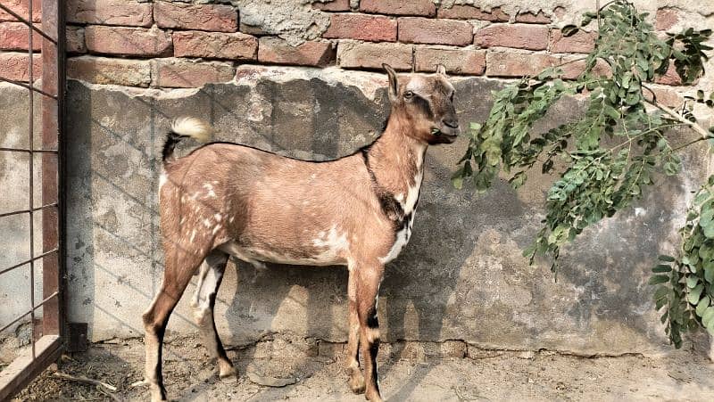 Barbari pair for sale II beetalI goat II nagra II Bakra Bakri for sale 5