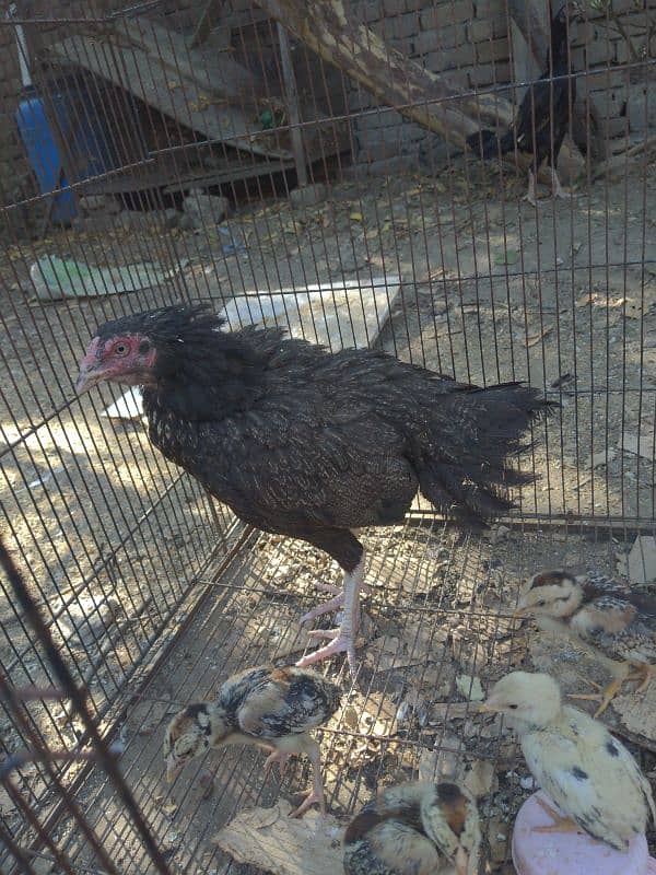 Mianwali zero size hen with 5 chicks 0