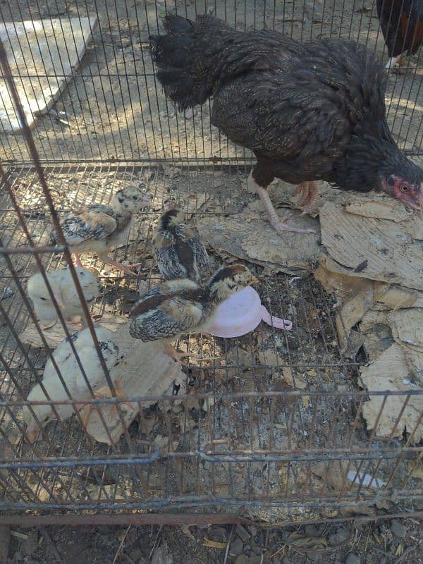 Mianwali zero size hen with 5 chicks 1