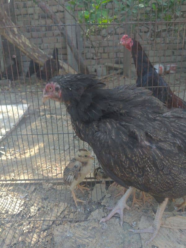 Mianwali zero size hen with 5 chicks 3