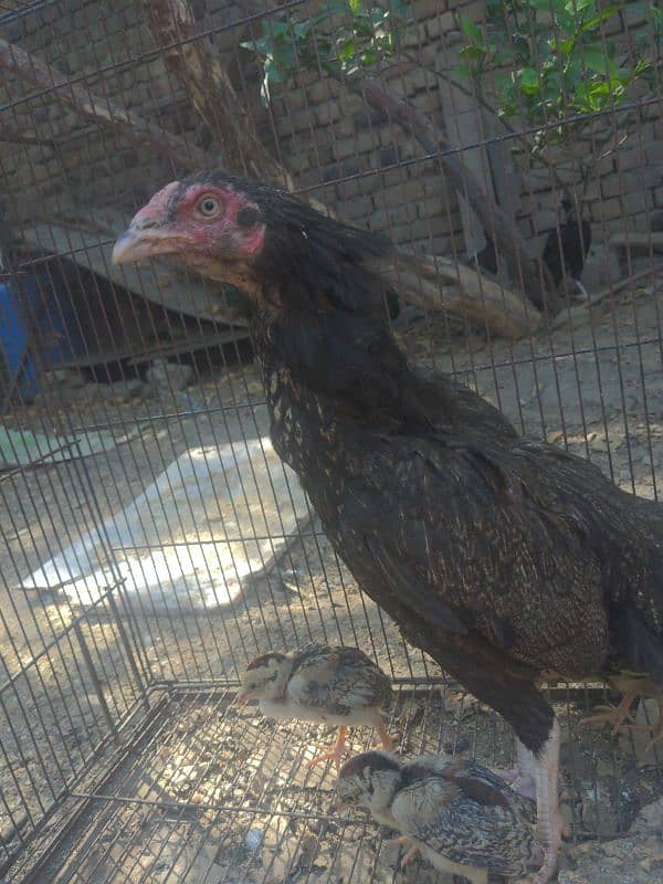 Mianwali zero size hen with 5 chicks 4