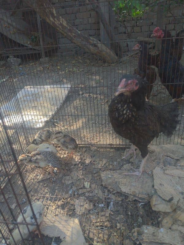 Mianwali zero size hen with 5 chicks 5