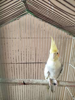 Cocktail bird male breeder