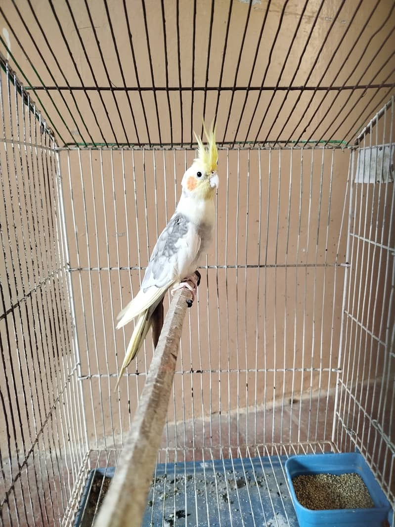 Cocktail bird male breeder 1