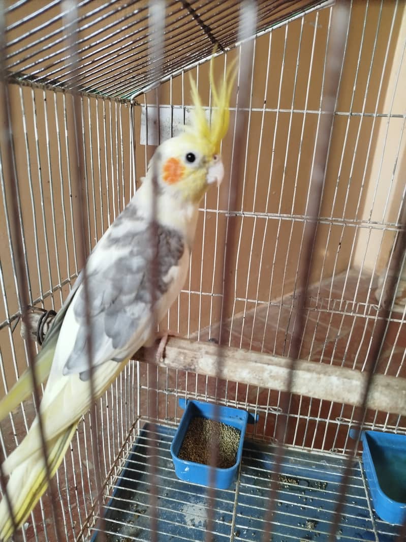 Cocktail bird male breeder 2