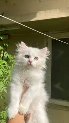 cat for sale/persian kitten/ white cat/white kitten/blue eyes cat