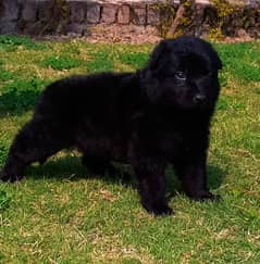 black German Shepherd long coat male puppy / German Shepherd puppy