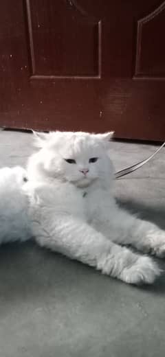 persian cat