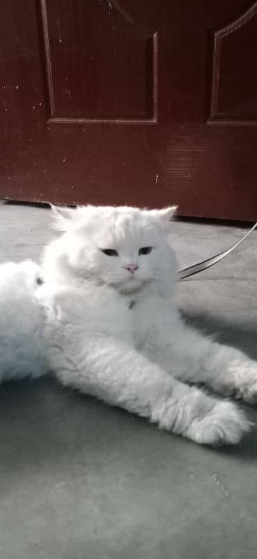 persian cat 0