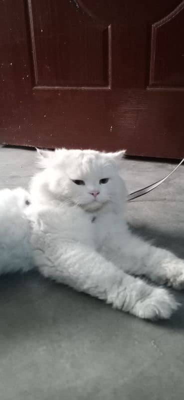 persian cat 1