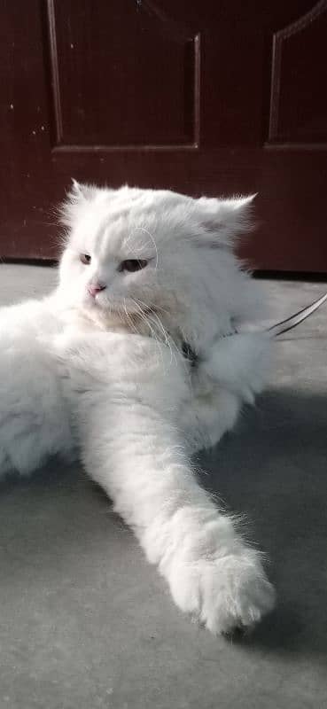 persian cat 2