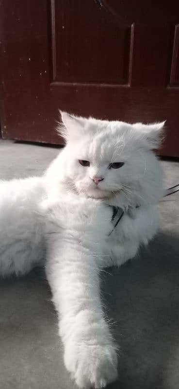 persian cat 3