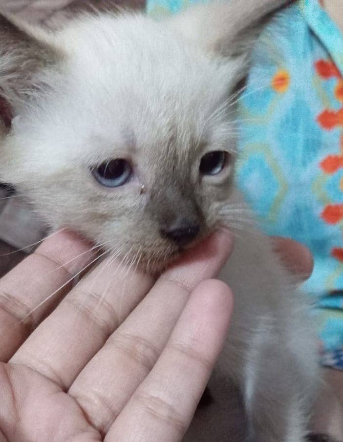 Adorable Kittens for Sale – 3 Male Kittens (1 Pure Siamese & 2 Siamese 0