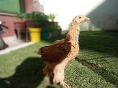 golden buff chicks and hen available