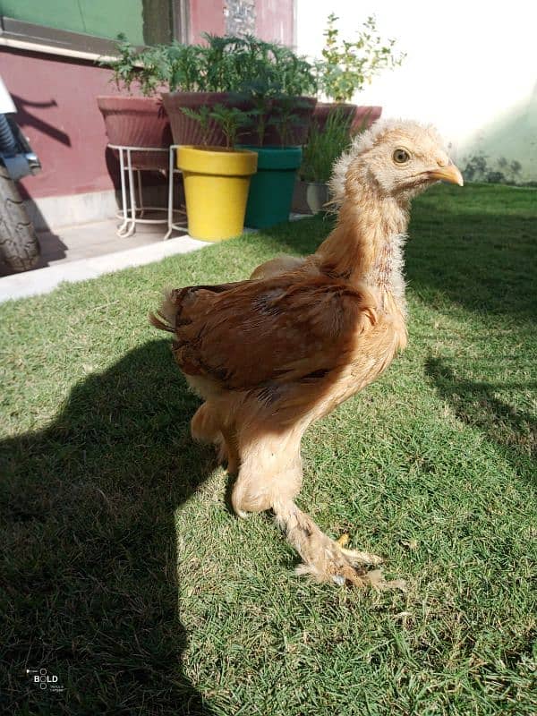 golden buff chicks and hen available 1