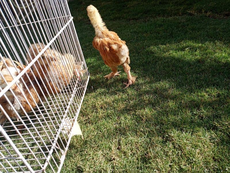 golden buff chicks and hen available 3