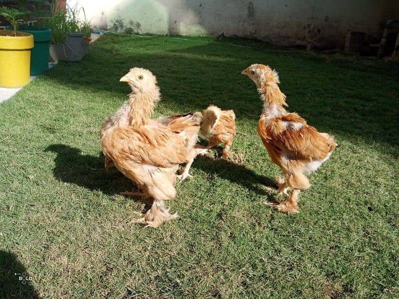 golden buff chicks and hen available 5