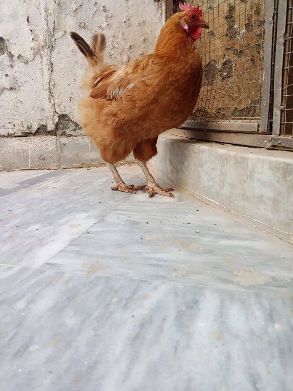 golden buff chicks and hen available 10