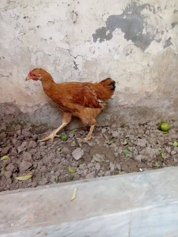 golden buff chicks and hen available 12