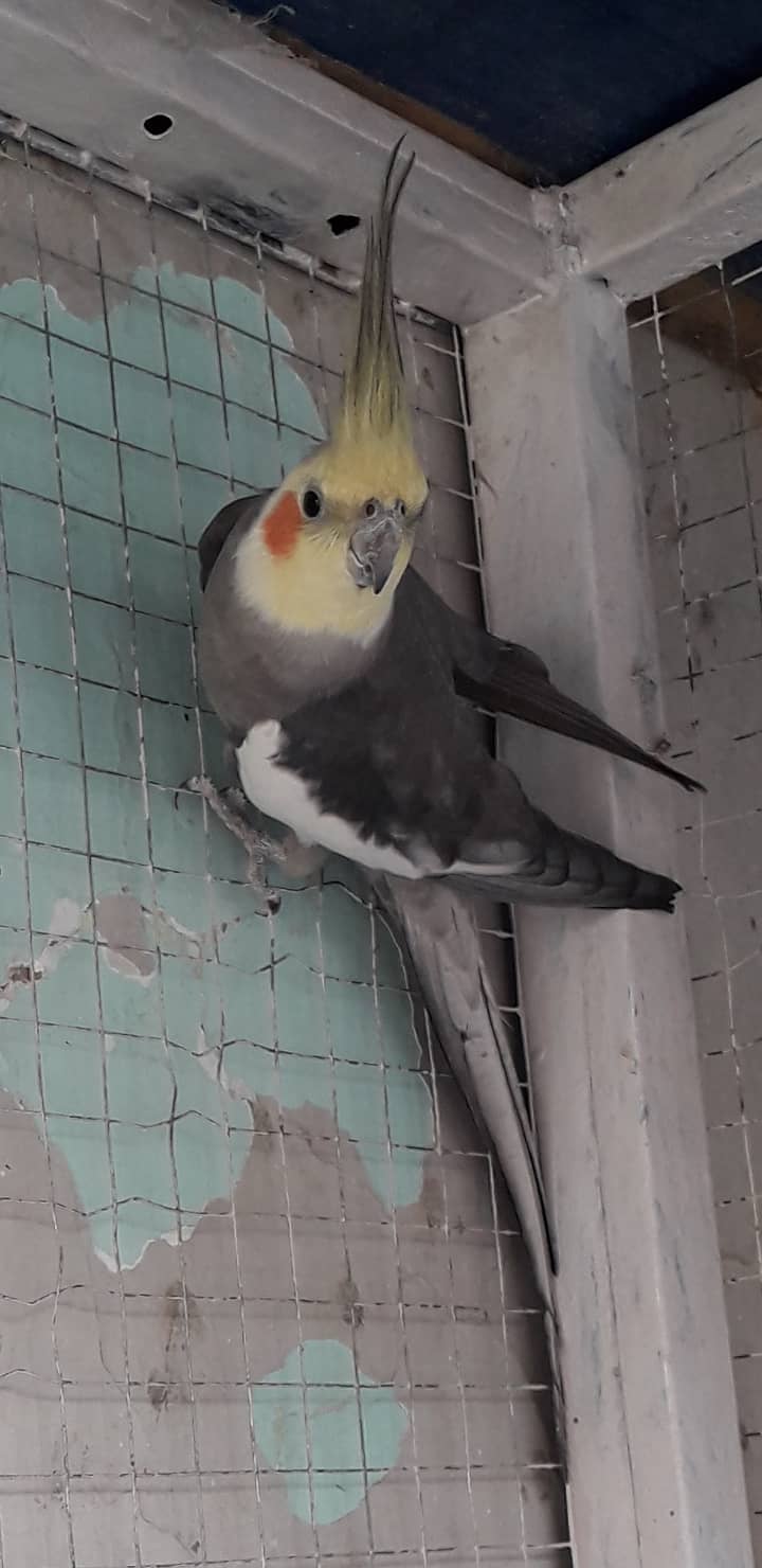 01 Male Cockatiel + 05pcs Budgies + 01 Male Finches 4