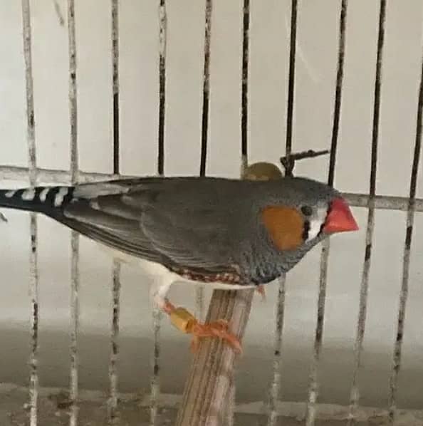 01 Male Cockatiel + 05pcs Budgies + 01 Male Finches 5