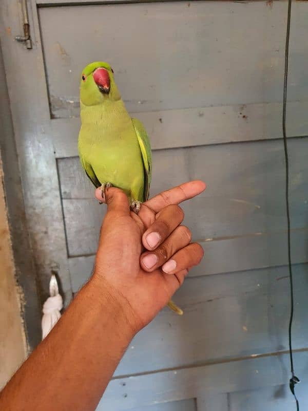 0321/8577/966 green parrot/ ringnack handtamed male/ female 1