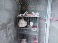 finches white