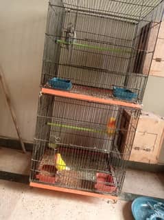 love bird for sale full breader pair