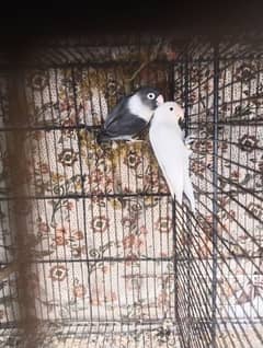 Lovebirds with eggs Black Move female Albino split Red eyes male