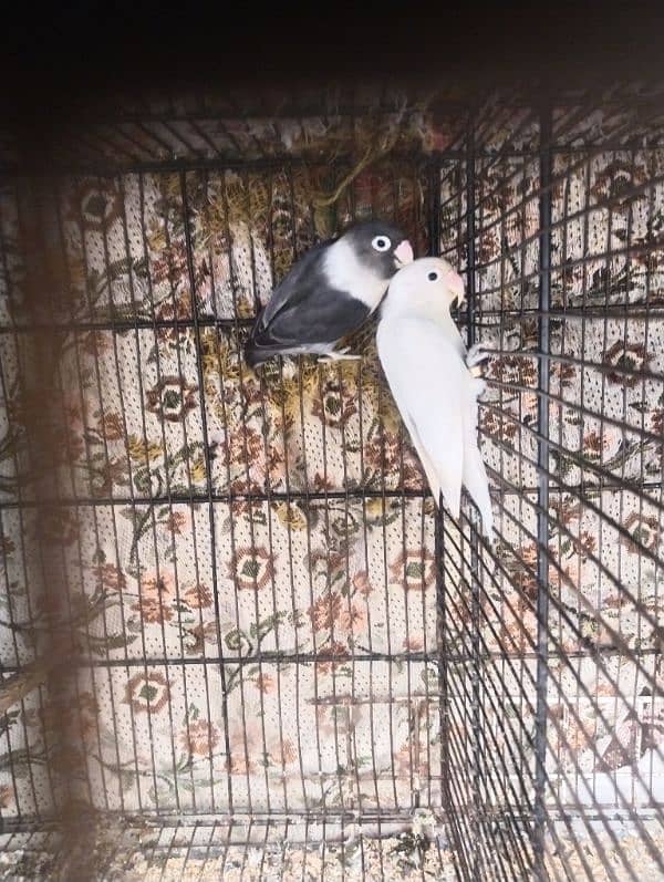 Lovebirds with eggs Black Move female Albino split Red eyes male 0