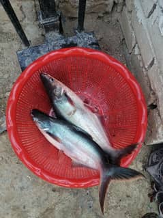 pangasius finger fish zinda contact WhatsApp 03125164023