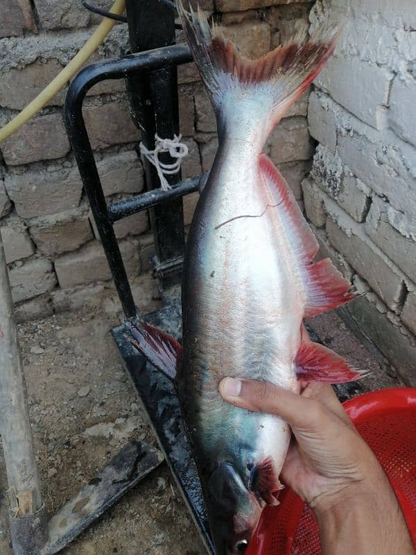 pangasius finger fish zinda contact WhatsApp 03125164023 1