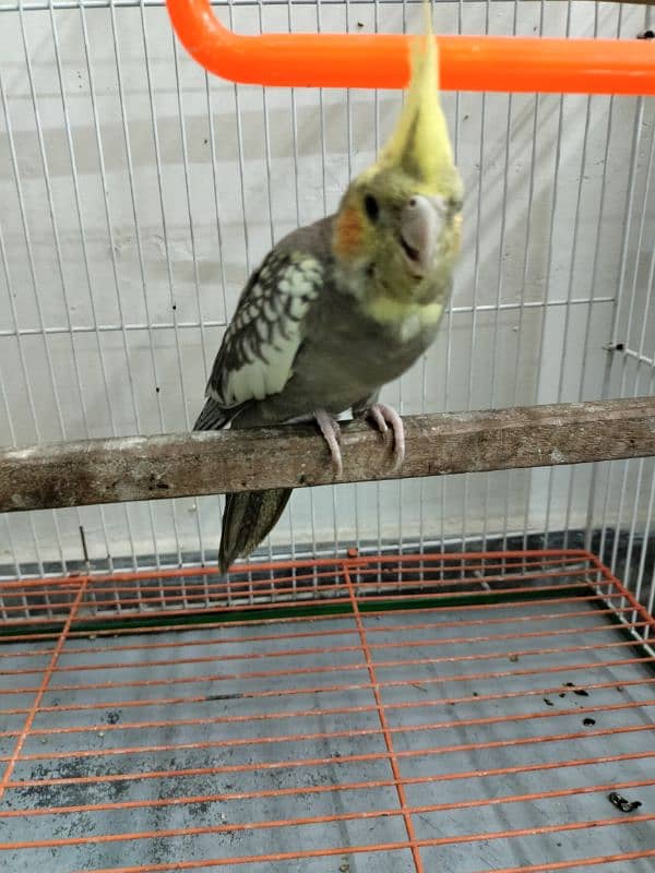 Cockatiel pathay for sale 0