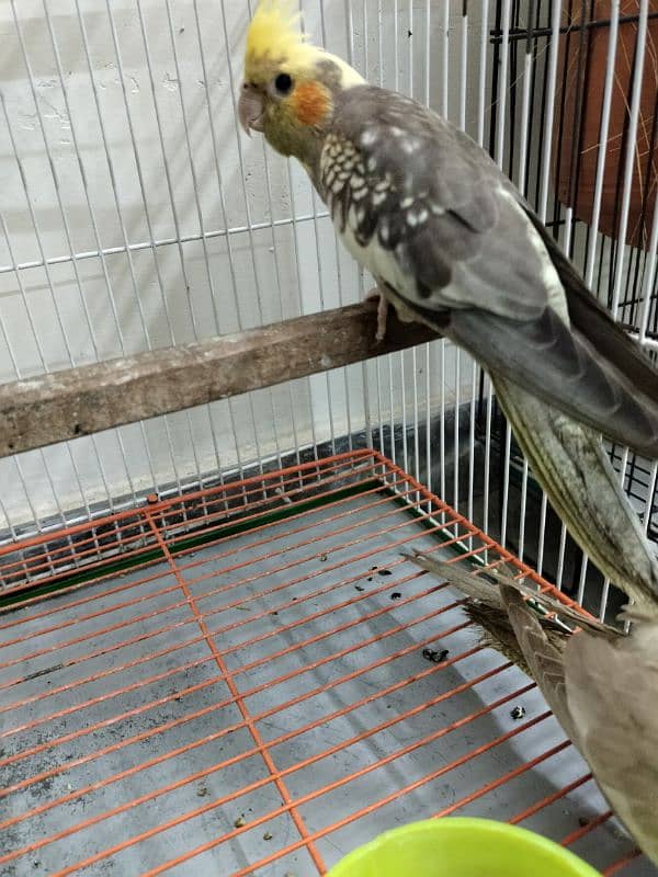 Cockatiel pathay for sale 1