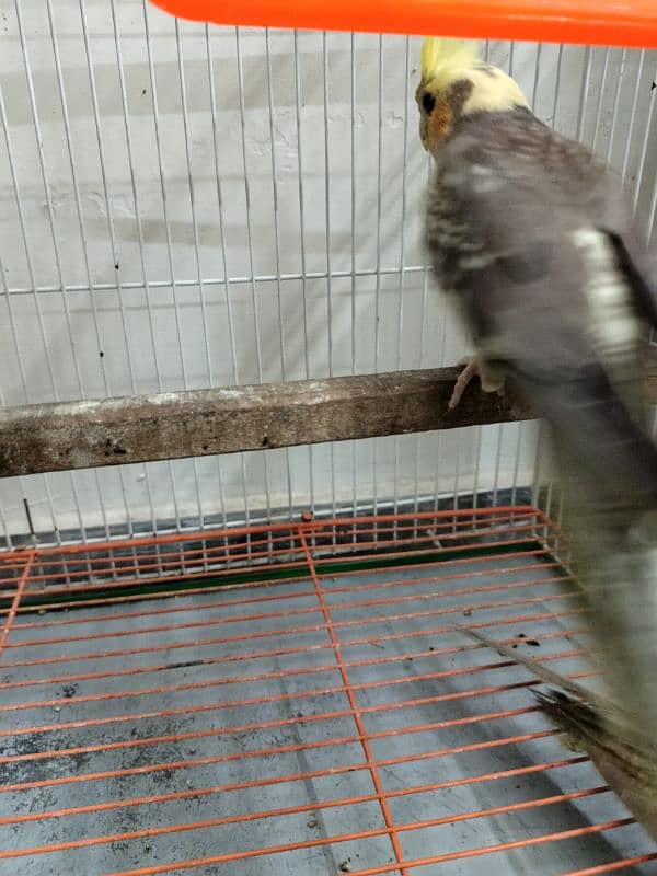 Cockatiel pathay for sale 2