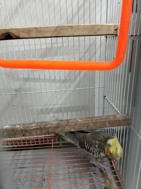 Cockatiel pathay for sale 3