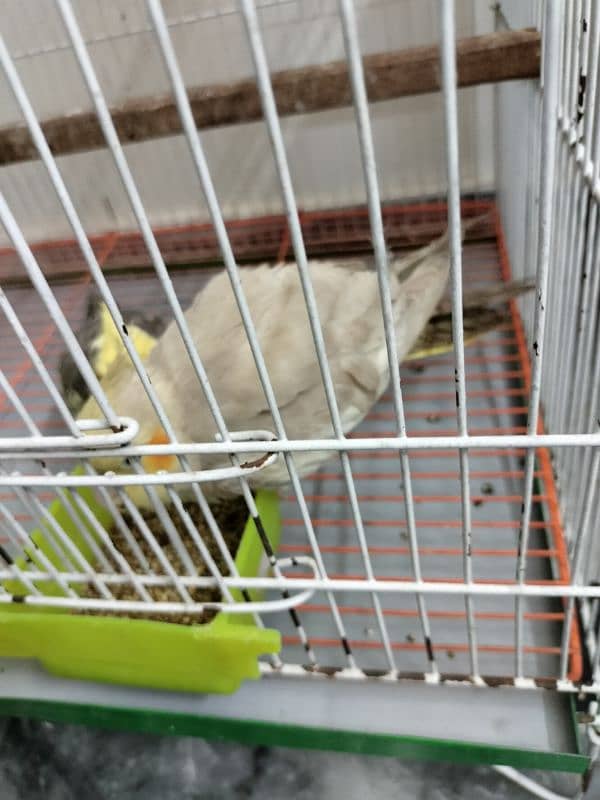 Cockatiel pathay for sale 4