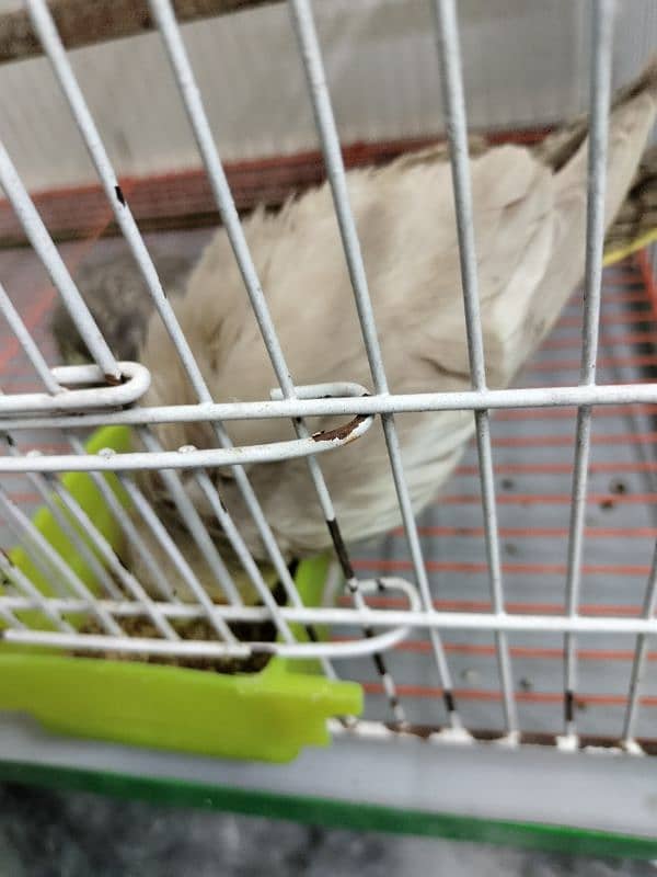 Cockatiel pathay for sale 5