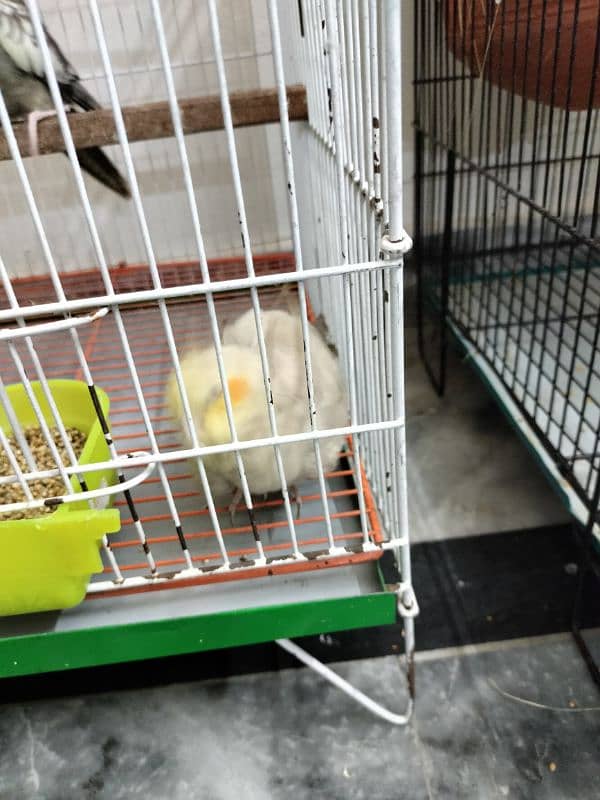 Cockatiel pathay for sale 6