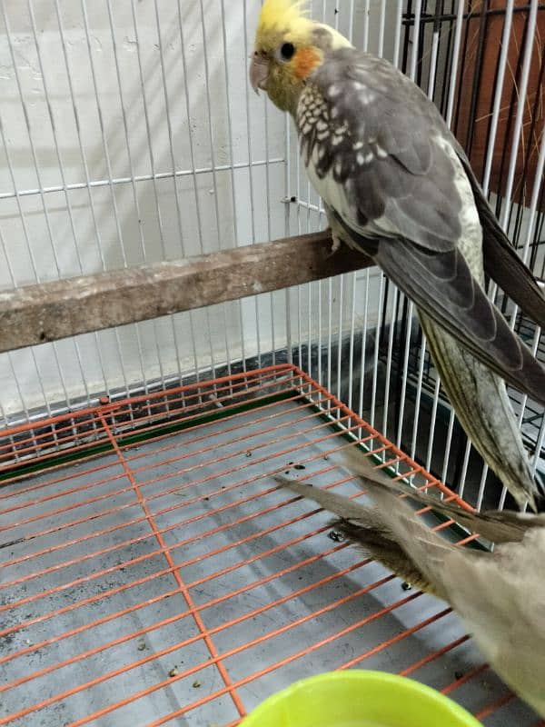 Cockatiel pathay for sale 7