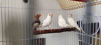 2 pairs eith new cage