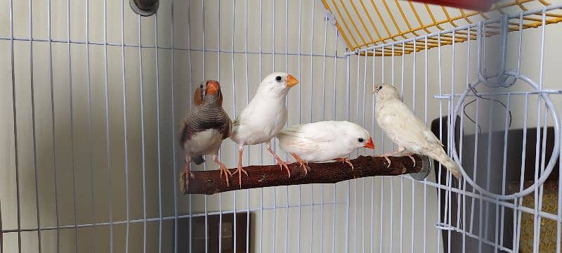 2 pairs eith new cage 1