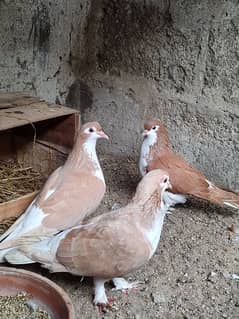 Breeder pair hai