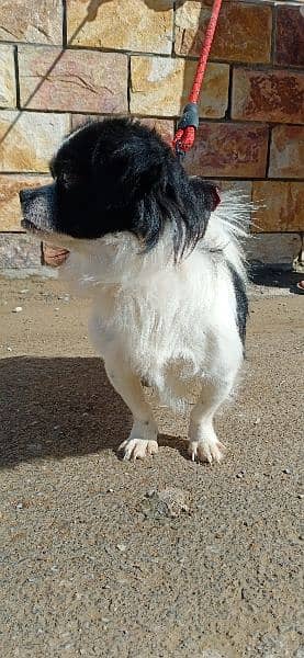 Japanese chin pure dog for sell 0