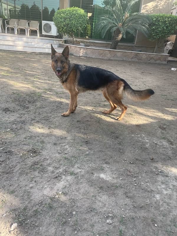 German Shepherd Female 1