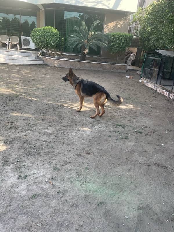 German Shepherd Female 2