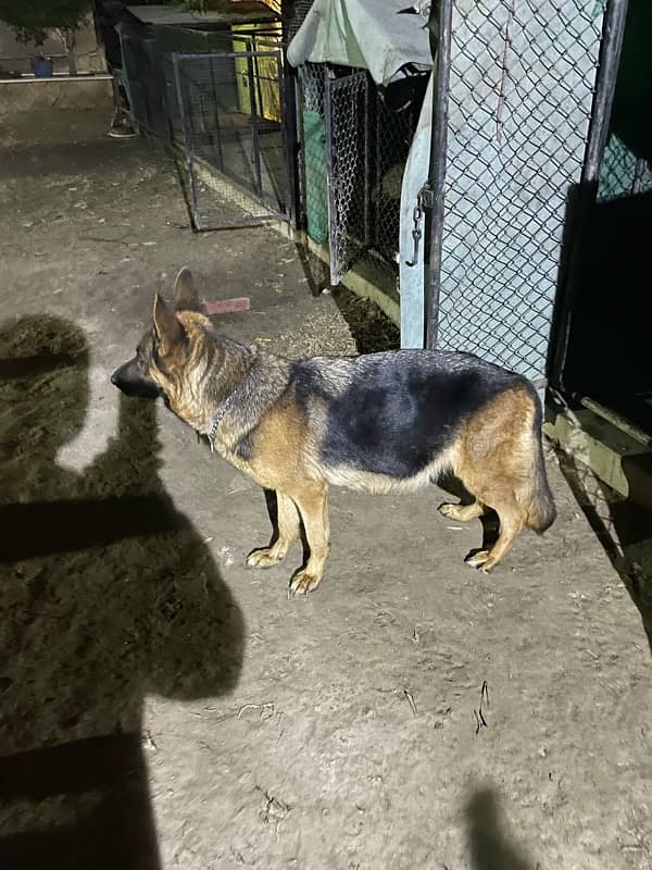 German Shepherd Female 4