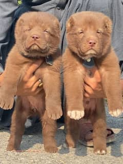 King Kurdish Kangal dog pair 2 months for sale security dog