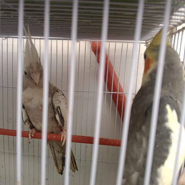 cocktail breeding pair 0