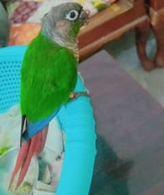 conure